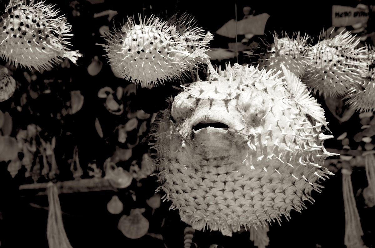 Peces globo disecados, con las espinas erizadas, en blanco y negro